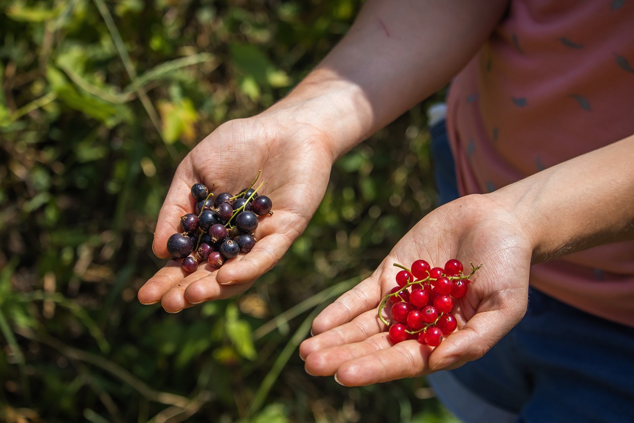 Using Berries from Your Garden to Create Natural Dyes